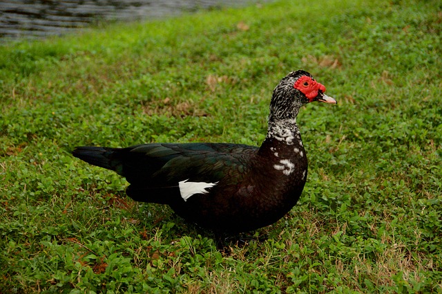 Free Duck Animal photo and picture