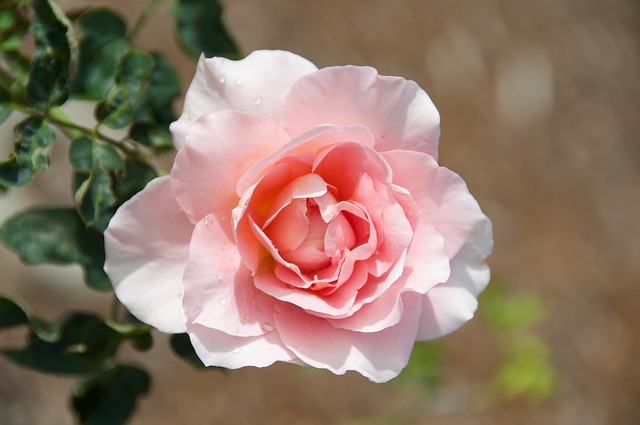 Free Rose Pink photo and picture