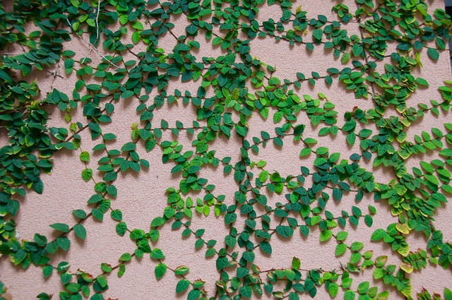 Free Vines Ringling photo and picture
