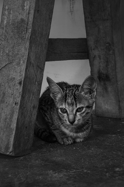 Cat Black And White Animal - Free photo on Pixabay - Pixabay
