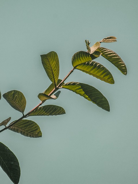 Free Plants Leaf photo and picture