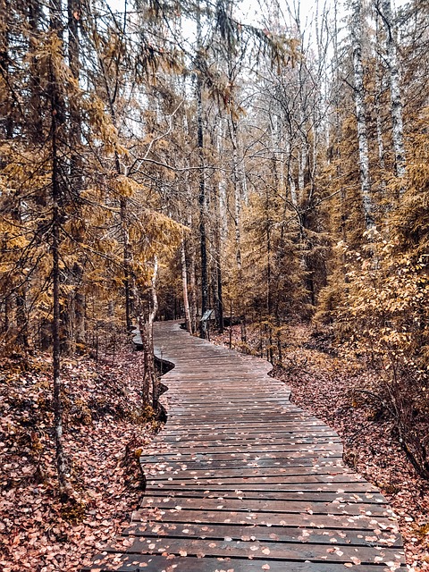 Free Path Forest photo and picture