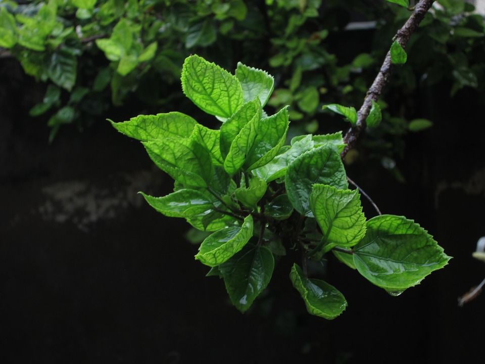 Outdoor Bright Tree - Free photo on Pixabay - Pixabay