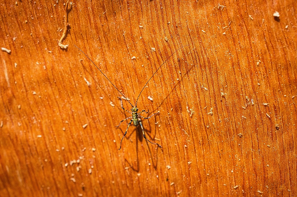 Insect Invertebrates Nature - Free photo on Pixabay - Pixabay