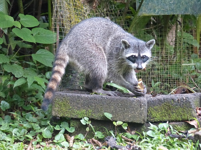 Free Raccoon Animal photo and picture