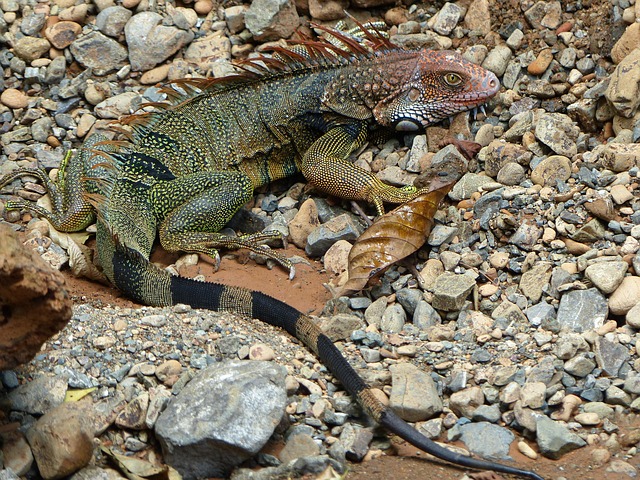 Free Iguana Green Iguana photo and picture