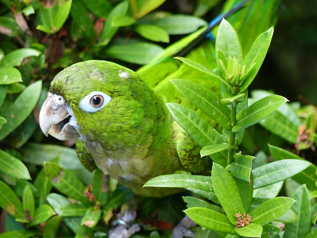 Free Parrot Bird photo and picture
