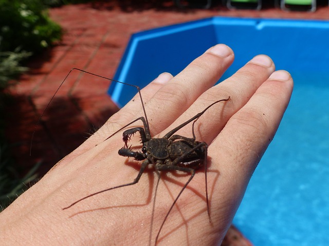 Free Spider Arachnophobia photo and picture