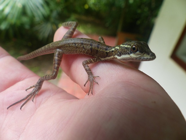 Free Lizard Jesus Christ Lizard photo and picture