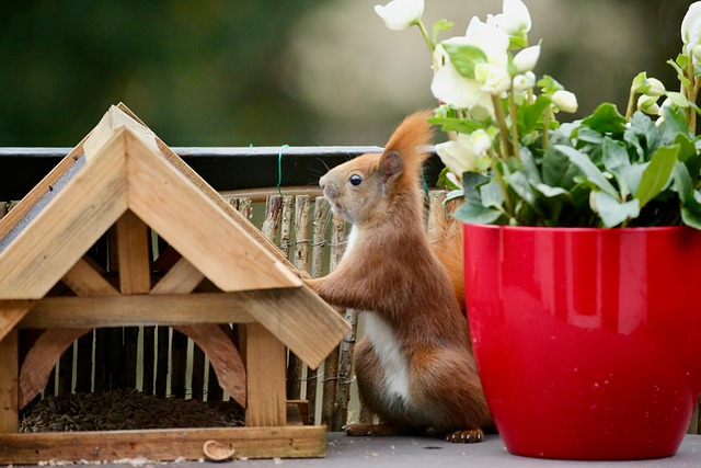 Free Squirrel Animal photo and picture