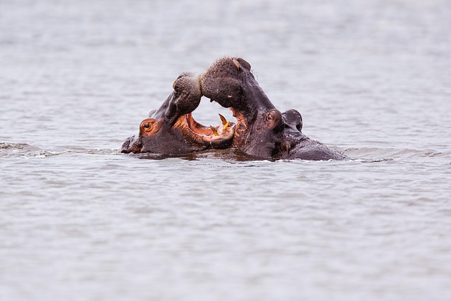 Free Hippopotamus Animal photo and picture