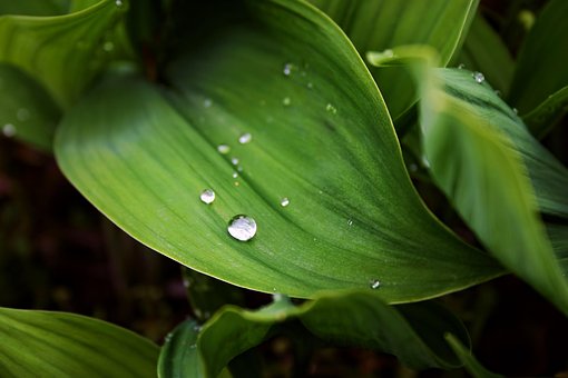 Folha, Folhas, Natureza, Verde, Fundo