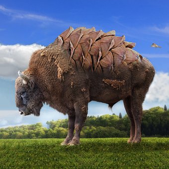 Tutorials, Tiere, Die Natur, Stier