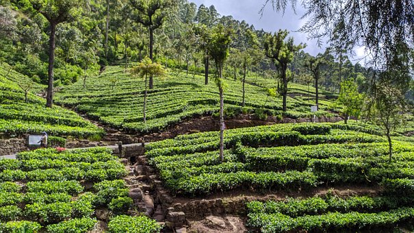 Free Tea Field Sri Lanka photo and picture