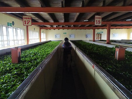 Free Tea Factory Sri Lanka photo and picture