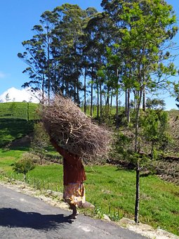 Free Tea Travel photo and picture