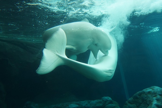 Free Aquarium Beluga photo and picture