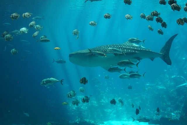 Free Fish Whale Shark photo and picture