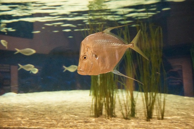 Free Fish Underwater photo and picture