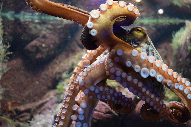 Free Octopus Animal photo and picture