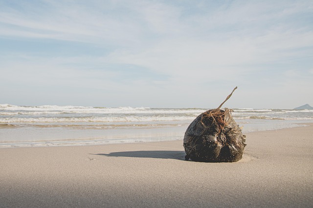 Free Beach Coconut photo and picture