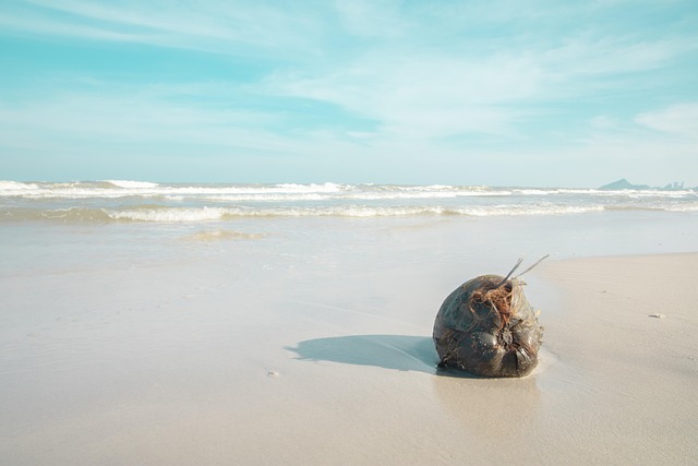 Free Coconut Beach photo and picture