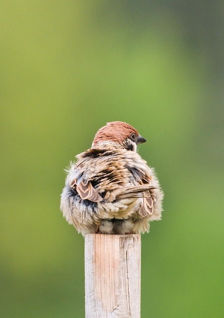Spatz, Vogel, Holz, Tier, Tierwelt