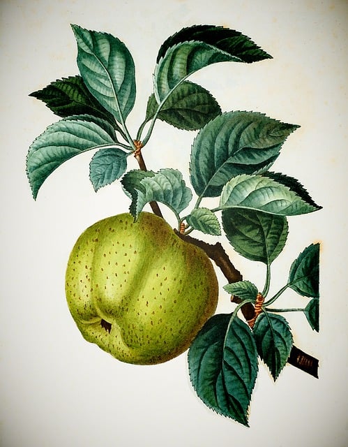 Free apple vintage fruit illustration