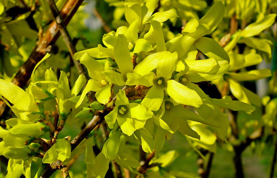 レンギョウ 花 植物 Pixabayの無料写真 レンギョウ 花 植物 Pixabayの無料写真