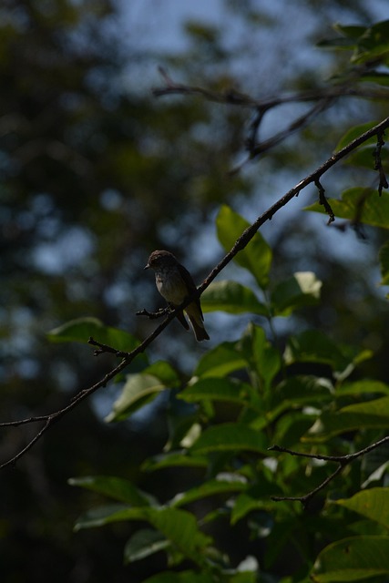 Free Bird Animal photo and picture