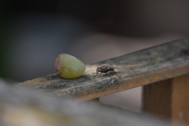 Free Fly Insect photo and picture