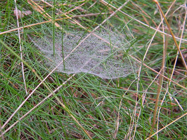 Free Spider'S Web Dew photo and picture
