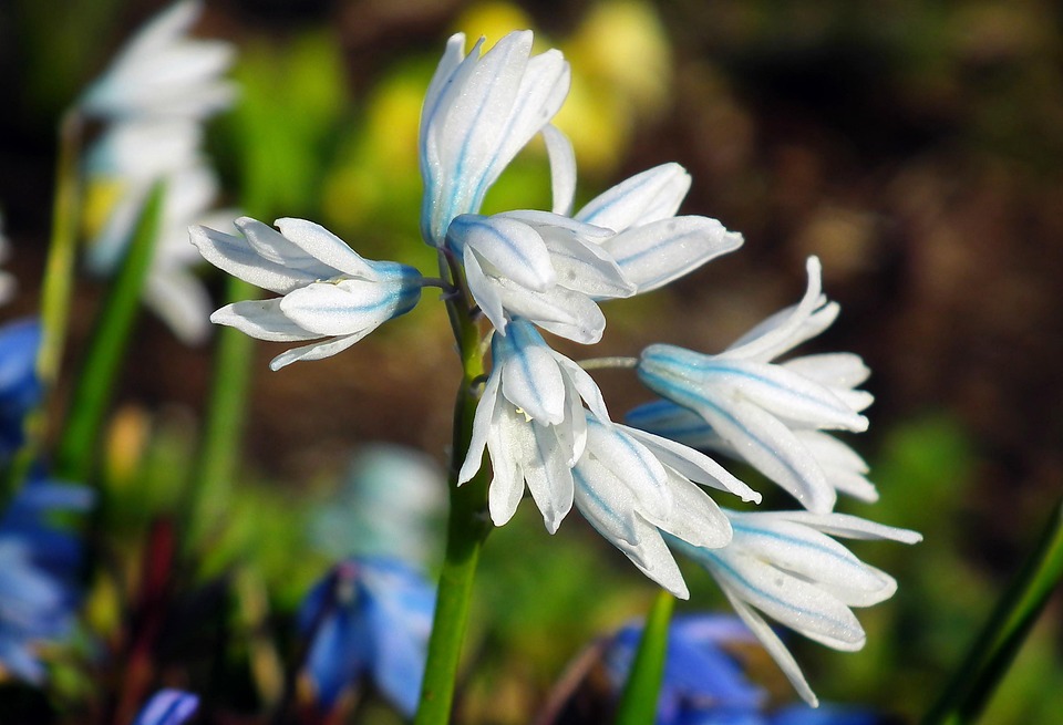 縞模様のリス 花 植物 Pixabayの無料写真