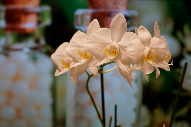 兰花 植物 兰科 - Pixabay上的免费照片 - Pixabay