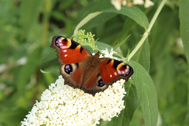 Free Butterfly Nature photo and picture