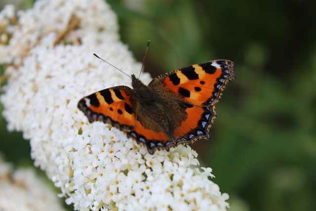 Free Butterfly Flowers photo and picture