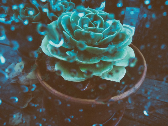 Saftige, Plante, Natur, Grøn, Kaktus