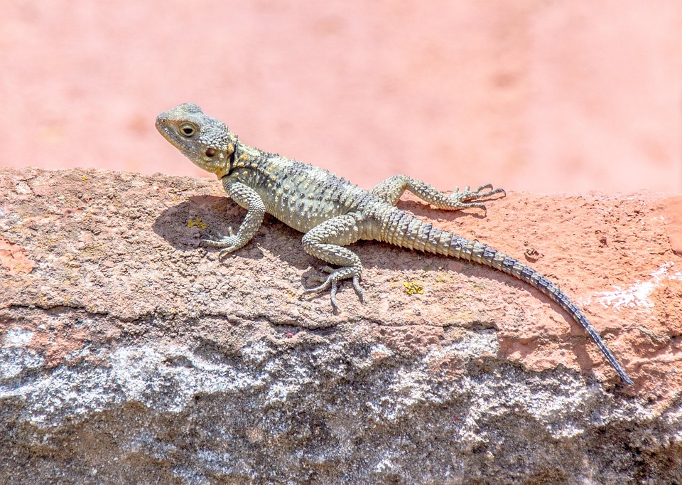 Lizard Animal Concrete - Free photo on Pixabay - Pixabay