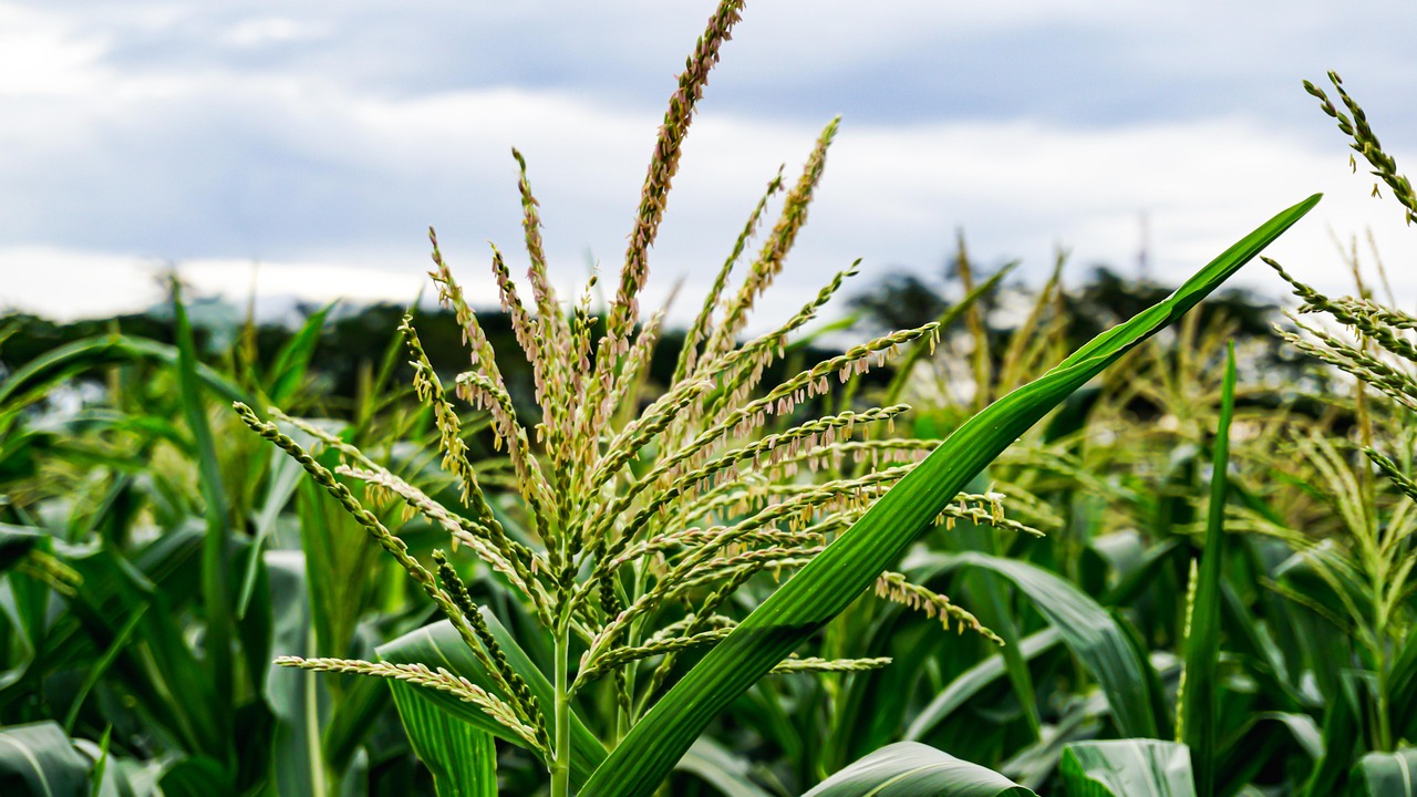 Corn Flower Plant Free photo on Pixabay Pixabay