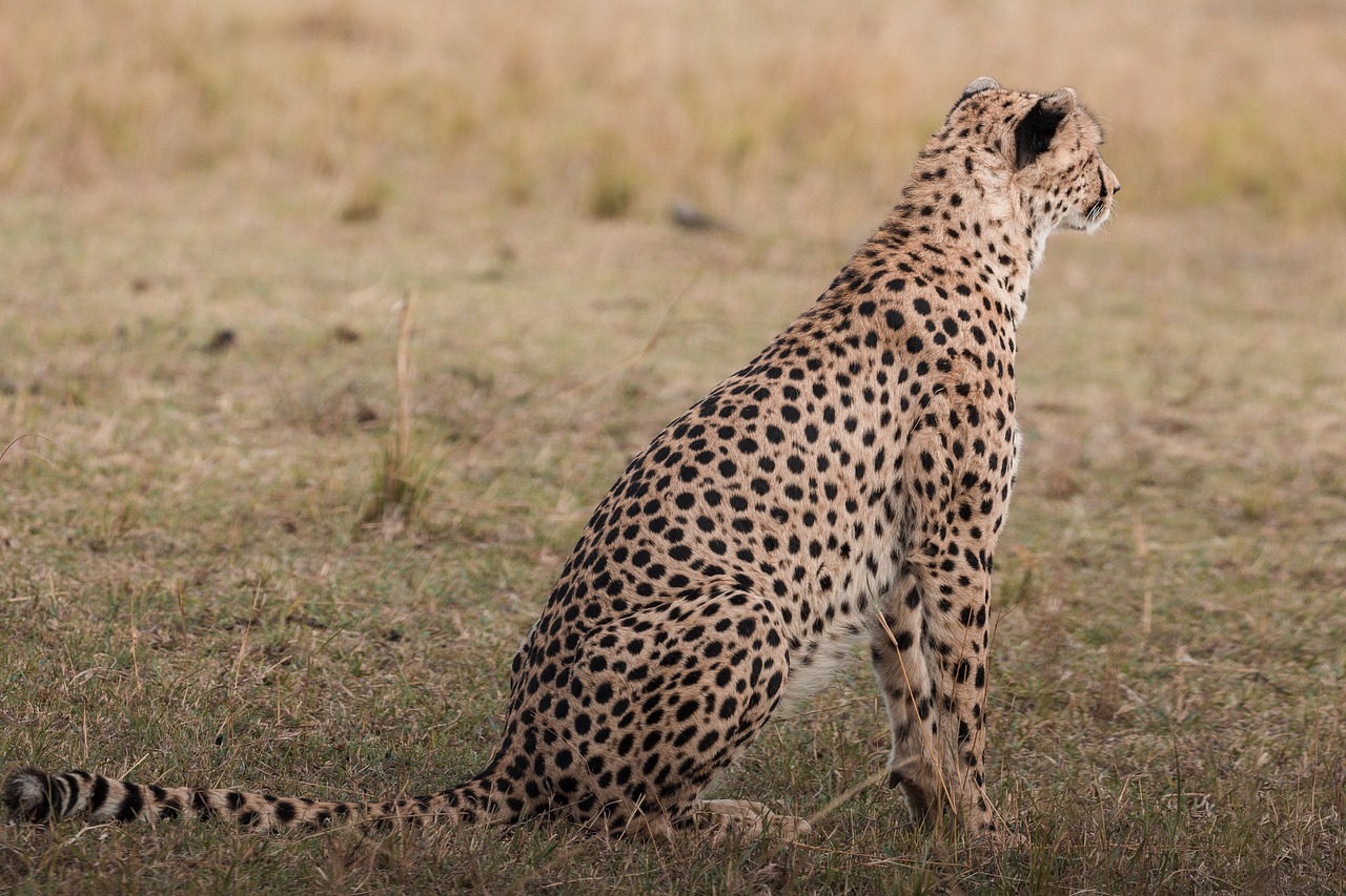ita Hayvan Safari Pixabay de cretsiz Foto raf Pixabay ita-hayvan-safari-pixabay-de-cretsiz-foto-raf-pixabay