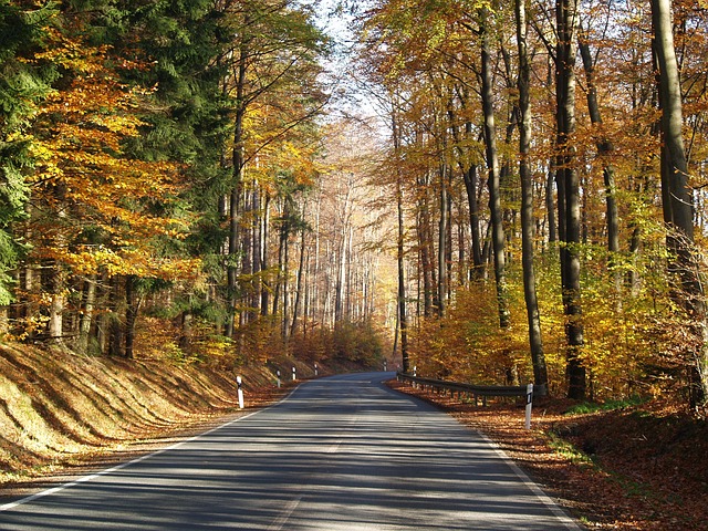 Free Autumn Forest Sunlight photo and picture