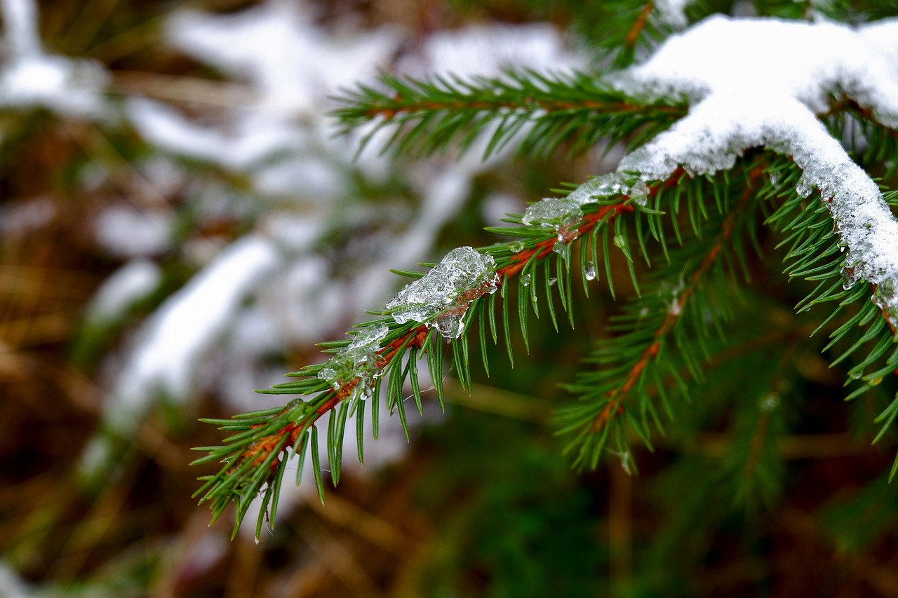 Sprus Snow Spruce Branch Snow - Free photo on Pixabay - Pixabay