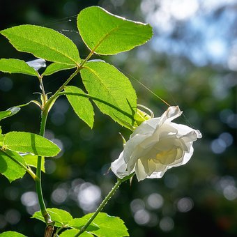 Flor, Bloom, Florescer, Flora, Natureza