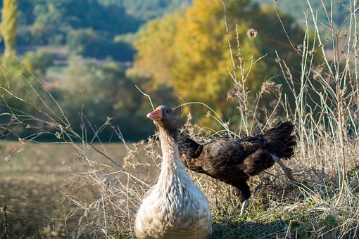 Free Goose Animals photo and picture