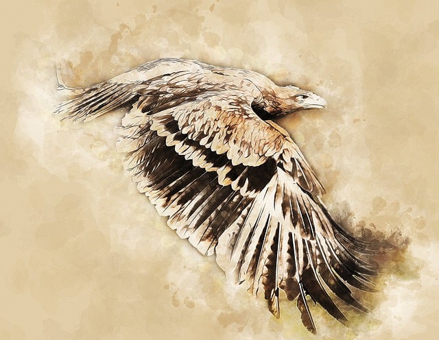 Free eagle adler raptor illustration
