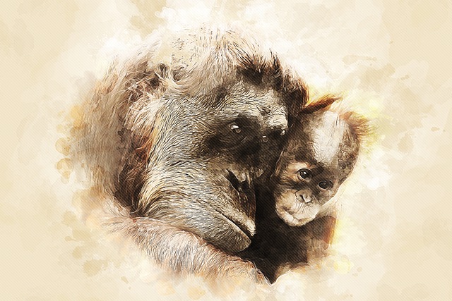 Free orangutans baby animal photo art illustration