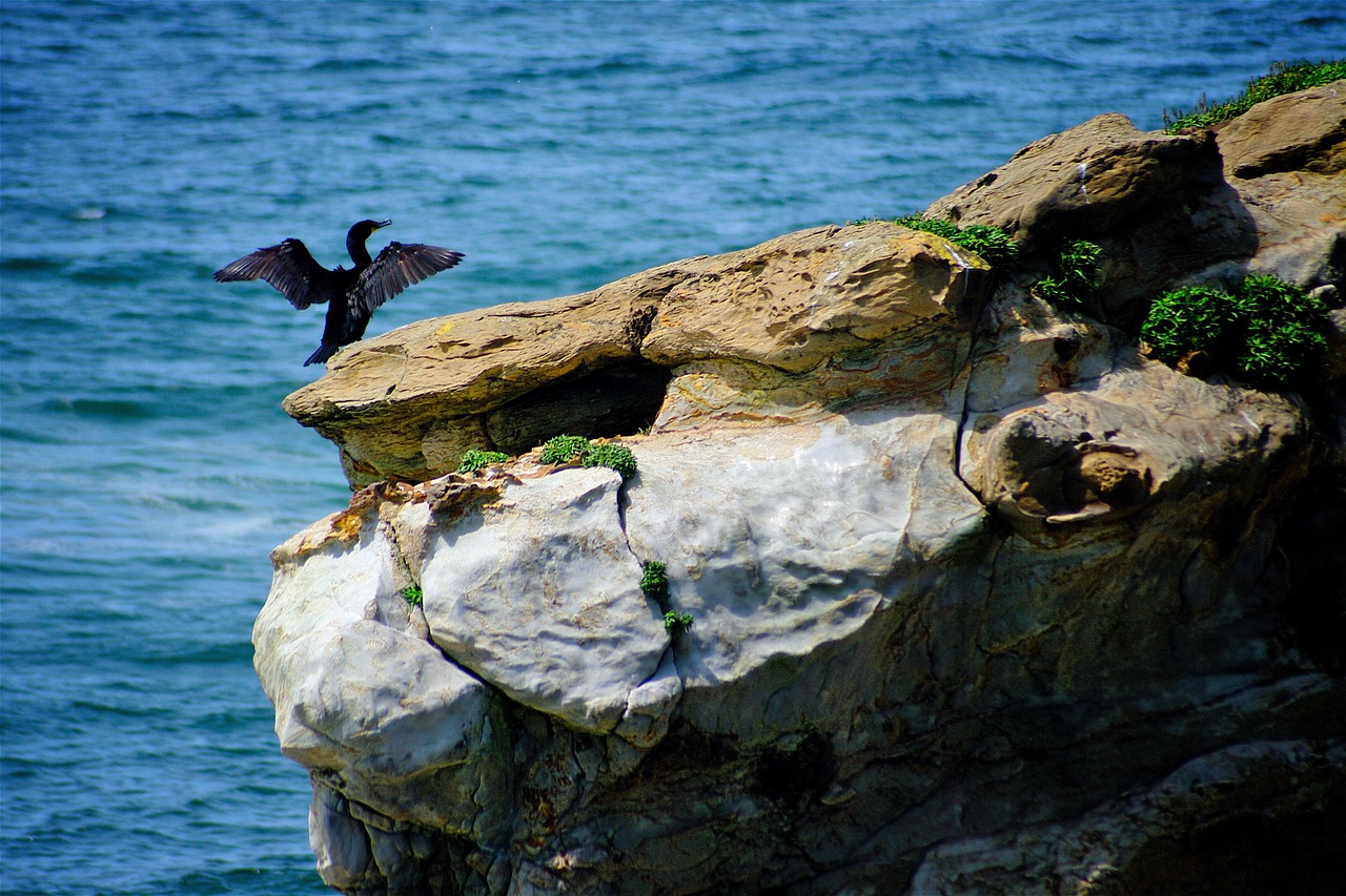 鵜 鳥 海の鳥 - Pixabayの無料写真 - Pixabay