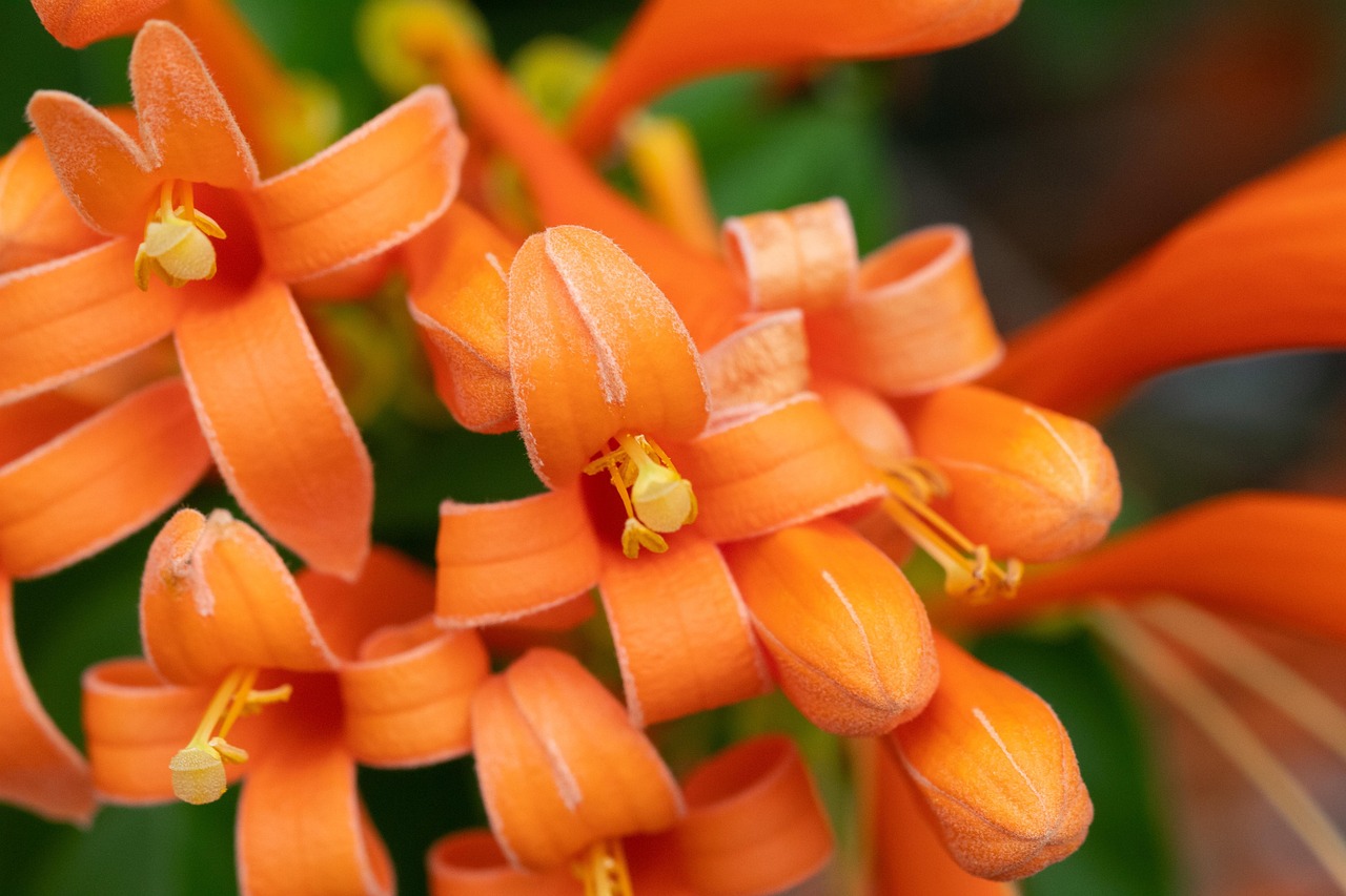 Flowers Orange Flower - Free photo on Pixabay - Pixabay