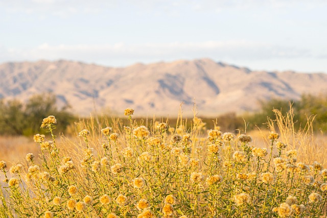 Free Flowers Meadow photo and picture