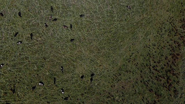 Free Cows Grass photo and picture